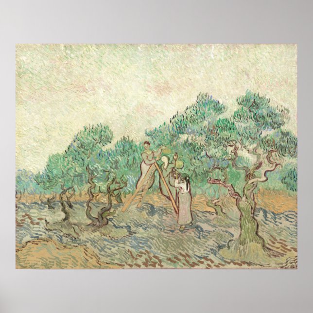 Olive Orchard - Vincent van Gogh Poster d'art (Devant)