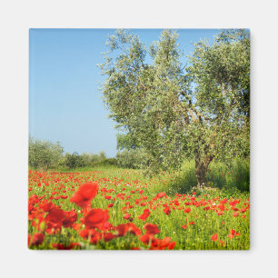 Olive tree in poppy field aimant