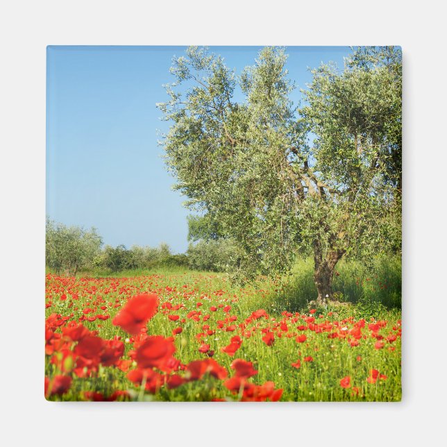 Olive tree in poppy field aimant (Devant)