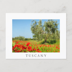 Olive tree in poppy field, carte postale blanche t