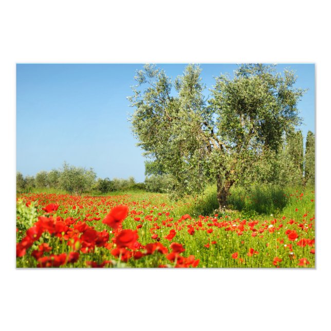 Olive tree in poppy field photo print (Devant)