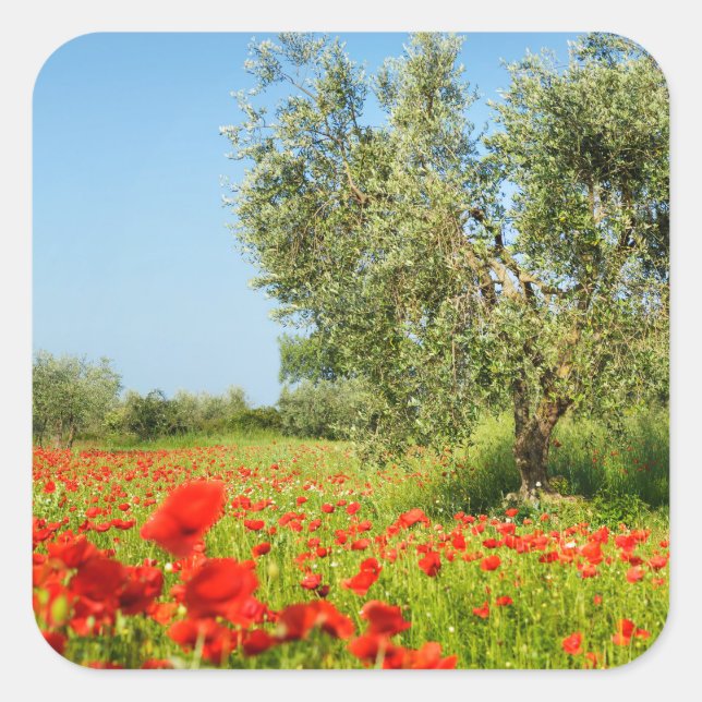 Olive tree in poppy field sticker (Devant)