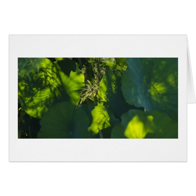 Ombres et lumière (Devant horizontal)