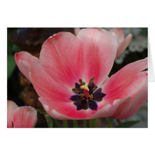 Open Tulip (Devant Horizontal)