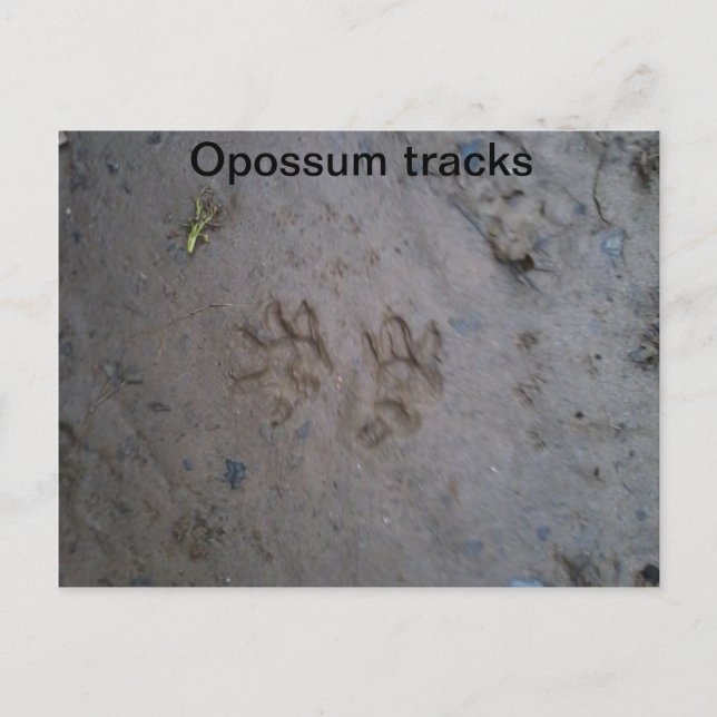 Opossum track carte postale (Devant)