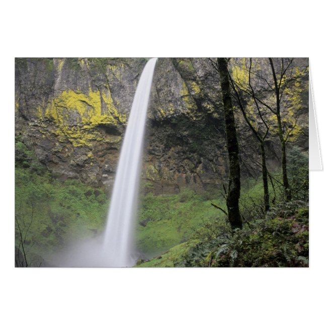 OR, Gorge du Columbia, Elowah Falls, McCord (Devant horizontal)