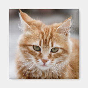 Or mignon et aimant blanc de chat
