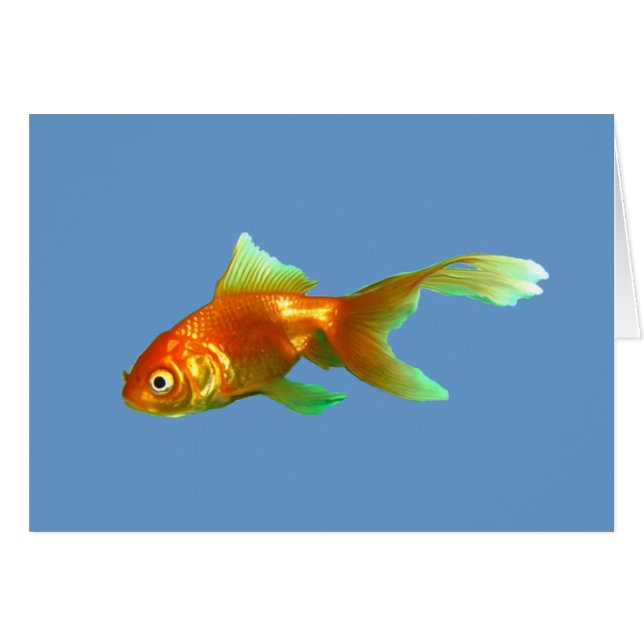 Oranda à queue fantaisie poisson rouge (Devant horizontal)