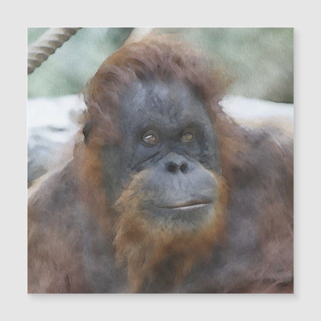 Orang aquarelle (Devant)