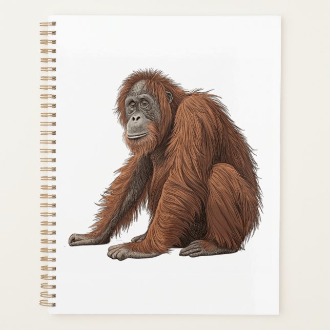 Orang-outan (Devant)