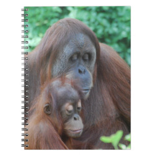 Orang-outan de bébé avec le carnet de mère