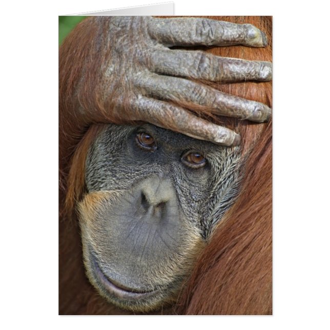 Orang-outan de Sumatra femelle captif (Devant)