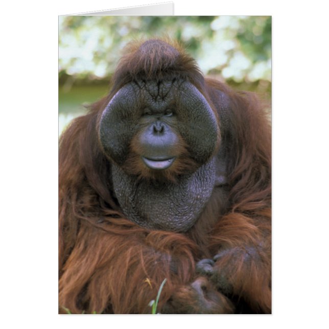 Orang-outan Pongo Pygmaeus (Devant)