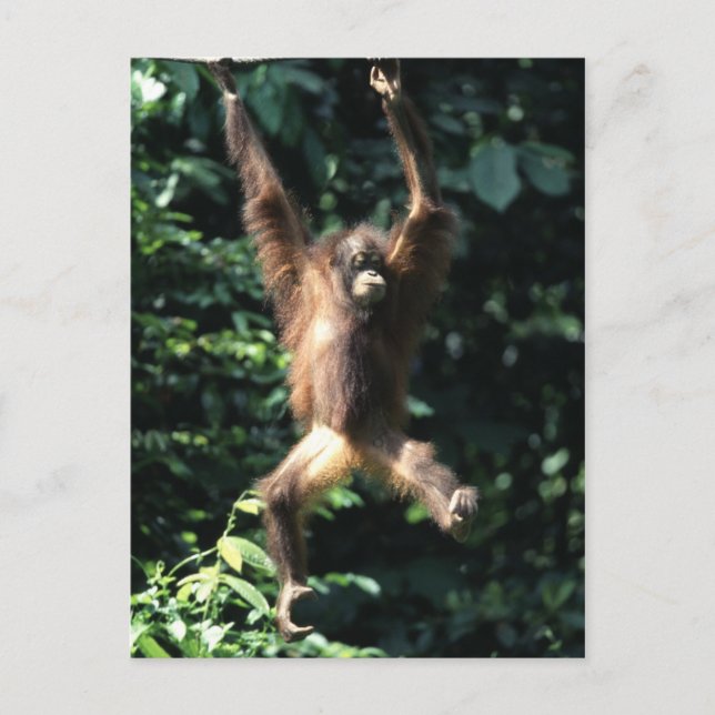 Orang utan en Bornéo Carte postale (Devant)