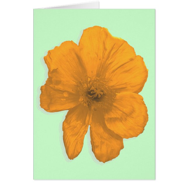 Orange Aid/ PopArt Flower (Devant)