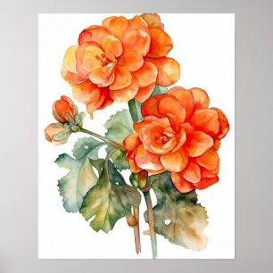 Orange Begonia Flowers Art Imprimer Poster