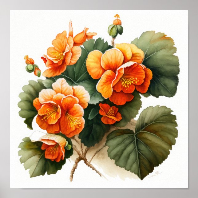 Orange Begonias Flower Art Imprimer Poster (Devant)