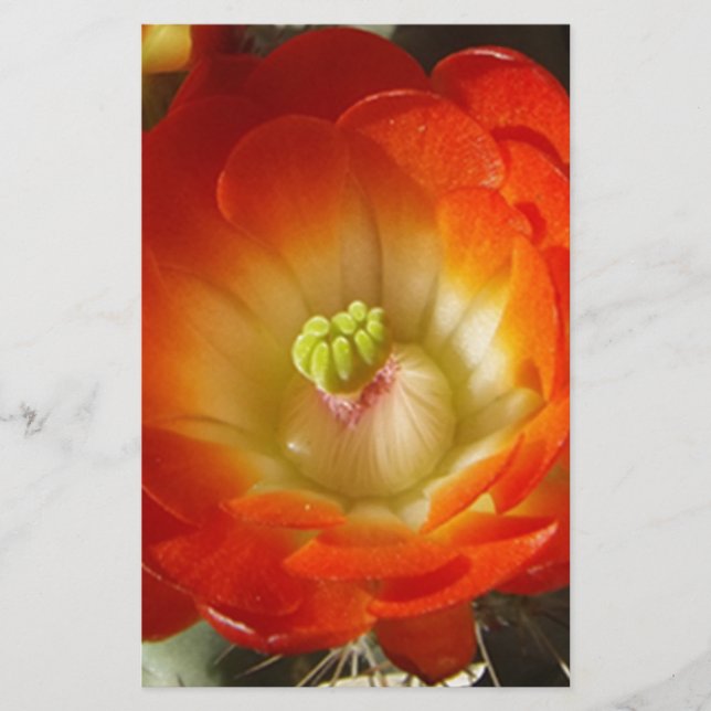 Orange-Cactus (Devant)