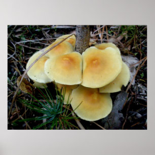 Orange Champignons Jaunes Colony OBX Poster
