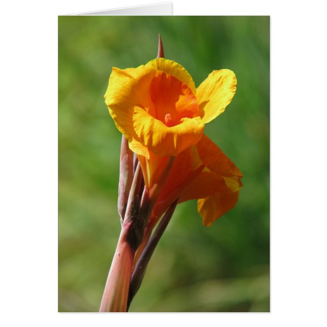 Orange clair (Devant)
