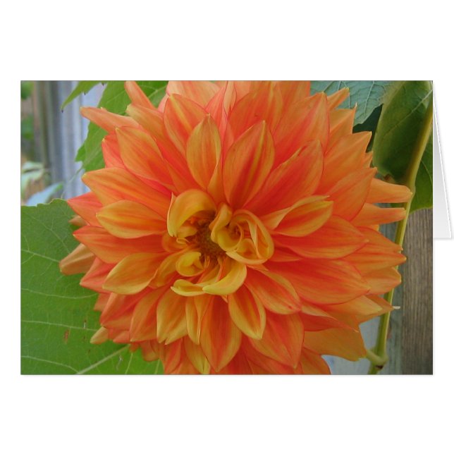 Orange Dahlia (Devant horizontal)
