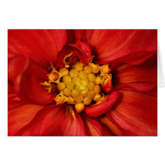 Orange Dahlia