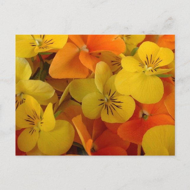 Orange et Jaune Johnny Jump Up Carte postale (Devant)