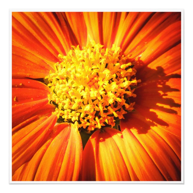 Orange Flower Macro Wall Art Botanical Print Photo (Devant)