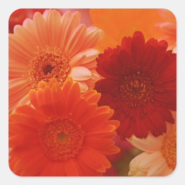 Orange Gerbera Fleurs marguerites autocollants (Devant)