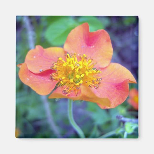 Orange Glow 3 Magnet (Devant)