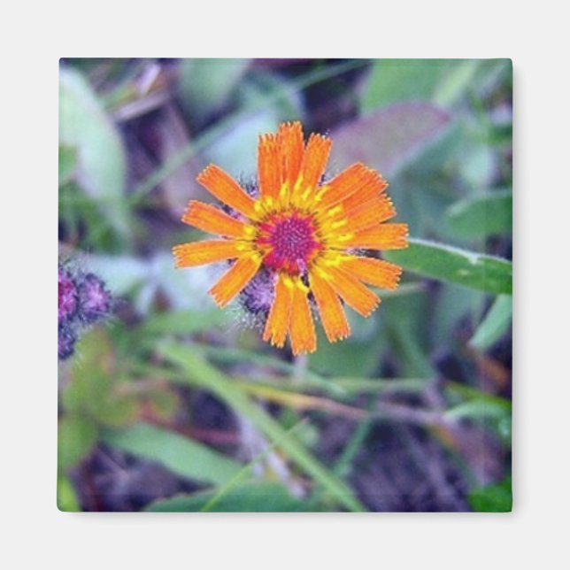 Orange Hawkweed 1 Magnet (Devant)