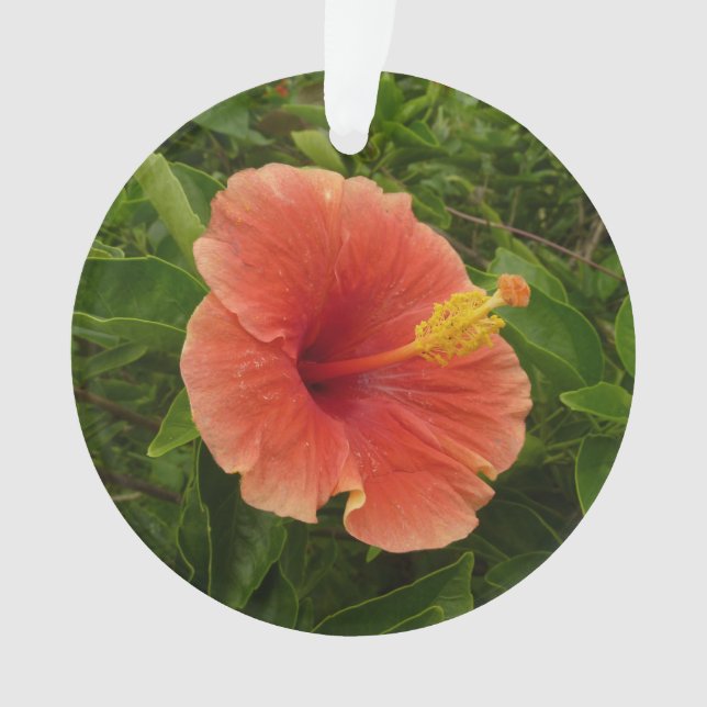Orange Hibiscus Fleur Tropical Floral (devant)