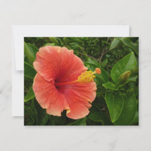 Orange Hibiscus Fleur Tropical Floral