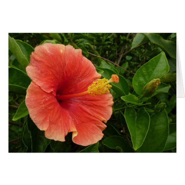 Orange Hibiscus Fleur Tropical Floral (Devant horizontal)