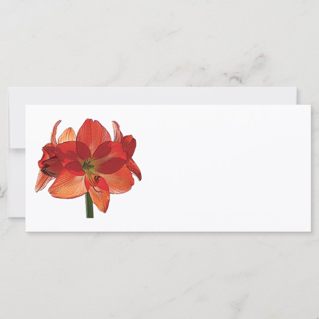 Orange Hippeastrum Amaryllis (Devant)