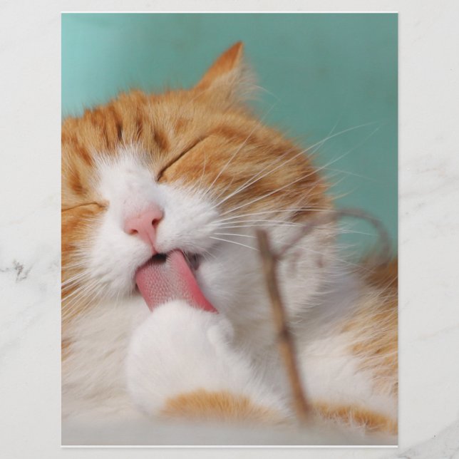 Orange Kitty Licks (Devant)
