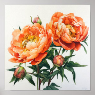Orange Peonies Flower Art Imprimer Poster