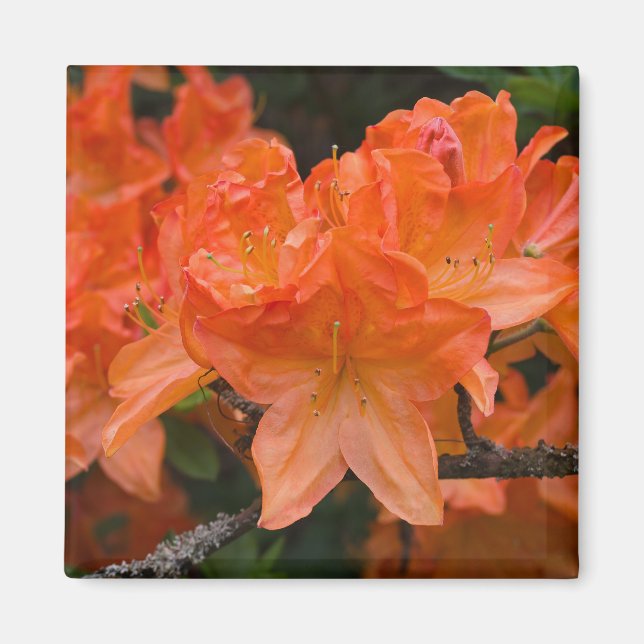 Orange Rhododendron Flower Magnet (Devant)
