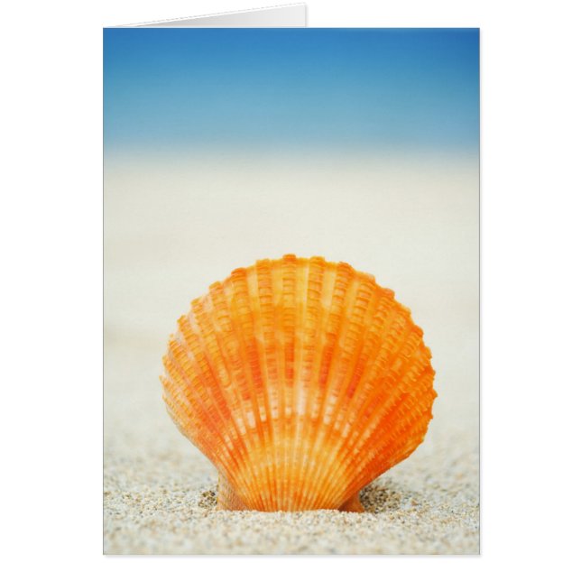 Orange Scallop Shell Standing Upright In Sand (Devant)