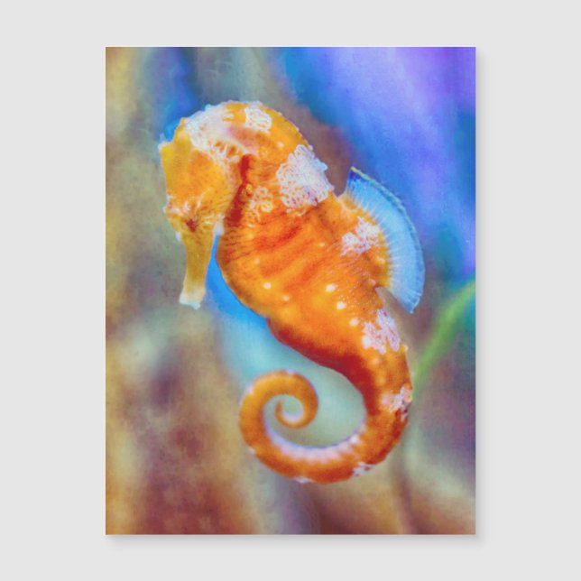 Orange Seahorse délice (Devant)