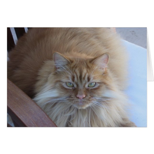 Orange Tabby (Devant horizontal)
