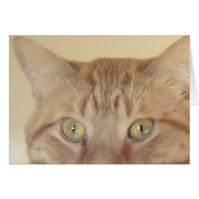 Orange Tabby Cat (Devant horizontal)