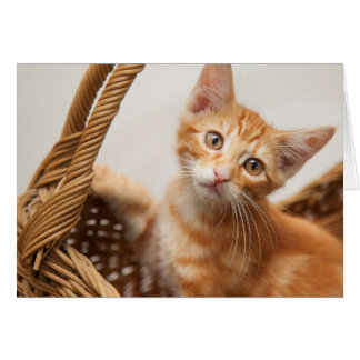 Orange Tabby Kitten