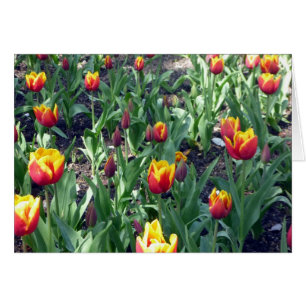 orange tulipe