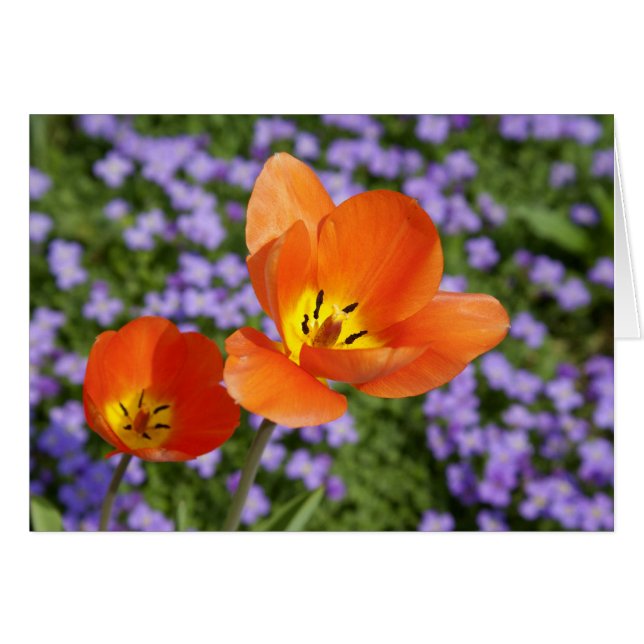 Orange Tulips (Devant horizontal)