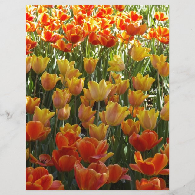 Orange-&-Yelow-Tulips.jpg (Devant)