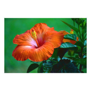 Orange You Superbe Poster