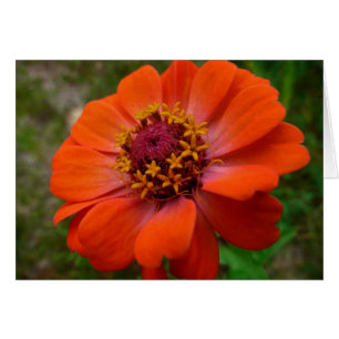 Orange Zinnia Fleur sauvage Nature Florale