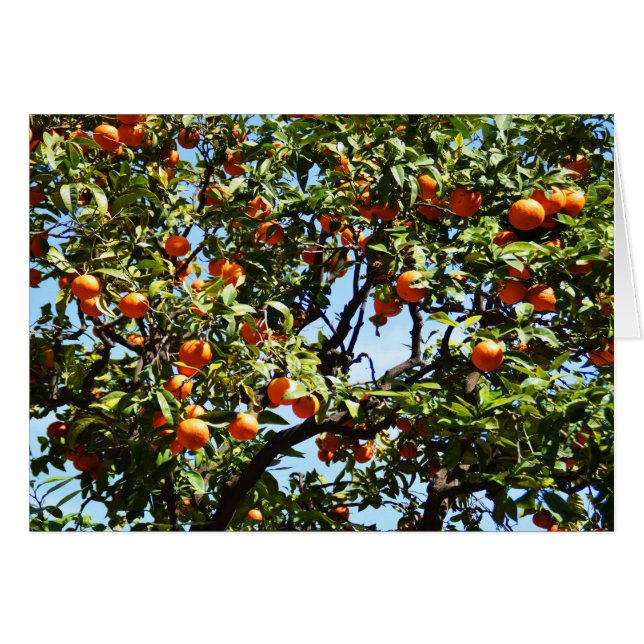 Oranges (Devant horizontal)