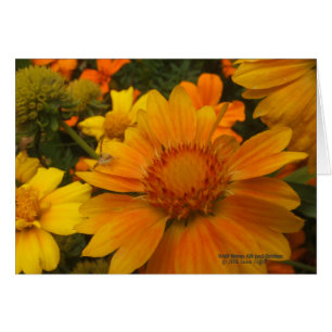 Oranges Et Citrons Blanketflower Avec Araignée De